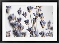 Lavender Bouquet Fine Art Print