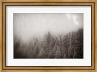 Northern Forests BW Fine Art Print