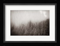 Northern Forests BW Fine Art Print