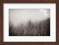 Northern Forests BW Fine Art Print