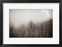 Northern Forests BW Fine Art Print