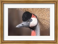 African Crowned Crane Fine Art Print