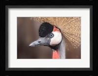 African Crowned Crane Fine Art Print