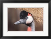 African Crowned Crane Framed Print