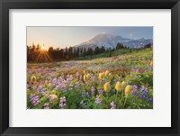 Paradise Wildflower Meadows I Fine Art Print