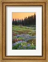 Paradise Wildflower Meadows III Fine Art Print