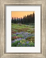 Paradise Wildflower Meadows III Fine Art Print