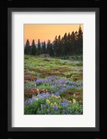 Paradise Wildflower Meadows III Fine Art Print