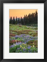 Paradise Wildflower Meadows III Fine Art Print