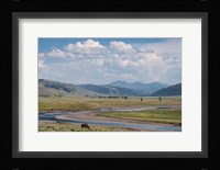 Lamar Valley Bison Framed Print