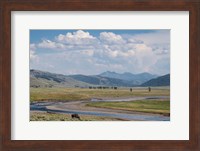 Lamar Valley Bison Fine Art Print