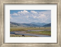 Lamar Valley Bison Fine Art Print