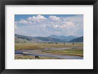 Lamar Valley Bison Framed Print