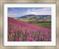 Lamar Valley Fine Art Print