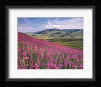 Lamar Valley Fine Art Print