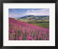 Lamar Valley Fine Art Print