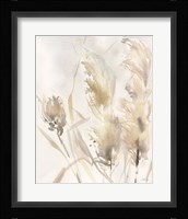 Light Pampas Grasses III Framed Print