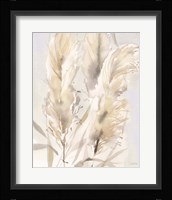 Light Pampas Grasses II Framed Print