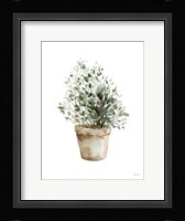 Potted Herbs Fine Art Print