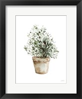 Potted Herbs Framed Print