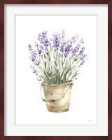 Potted Lavender Fine Art Print