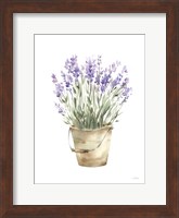 Potted Lavender Fine Art Print