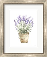 Potted Lavender Fine Art Print