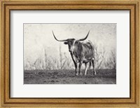 A Texas Longhorn Fine Art Print