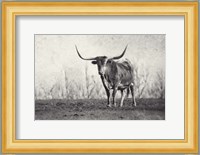 A Texas Longhorn Fine Art Print