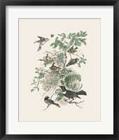 Honeybloom Bird II Framed Print