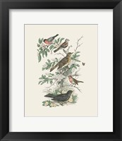 Honeybloom Bird I Fine Art Print