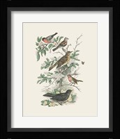 Honeybloom Bird I Framed Print