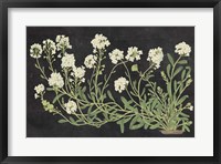 Vintage Flowers on Black Fine Art Print
