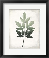 Vintage Botanical Greens 1 Framed Print