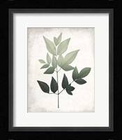 Vintage Botanical Greens 2 Framed Print