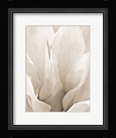 Agave Neutral 2 Fine Art Print