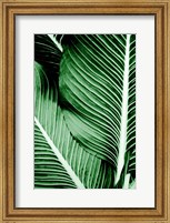 Tropical 1 Fine Art Print