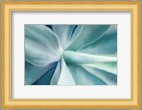 Agave Fine Art Print