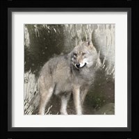 Wildlife 3 Framed Print