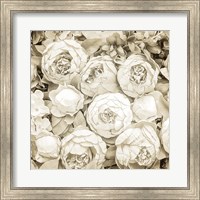 Dried Roses Fine Art Print