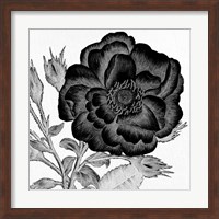 Black and White Bloom 1 Fine Art Print