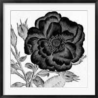 Black and White Bloom 1 Fine Art Print