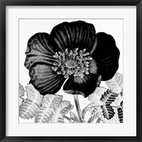 Black and White Bloom 2 Fine Art Print