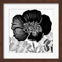 Black and White Bloom 2 Fine Art Print