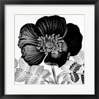 Black and White Bloom 2 Framed Print