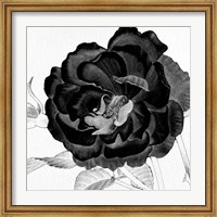 Black and White Bloom 3 Fine Art Print