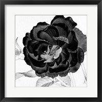 Black and White Bloom 3 Framed Print