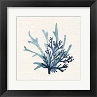 Coral Shades 1 Framed Print