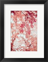 Pink and Coral Maple Leaves Fine Art Print