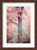 Pink and Coral Maple Tree Fine Art Print